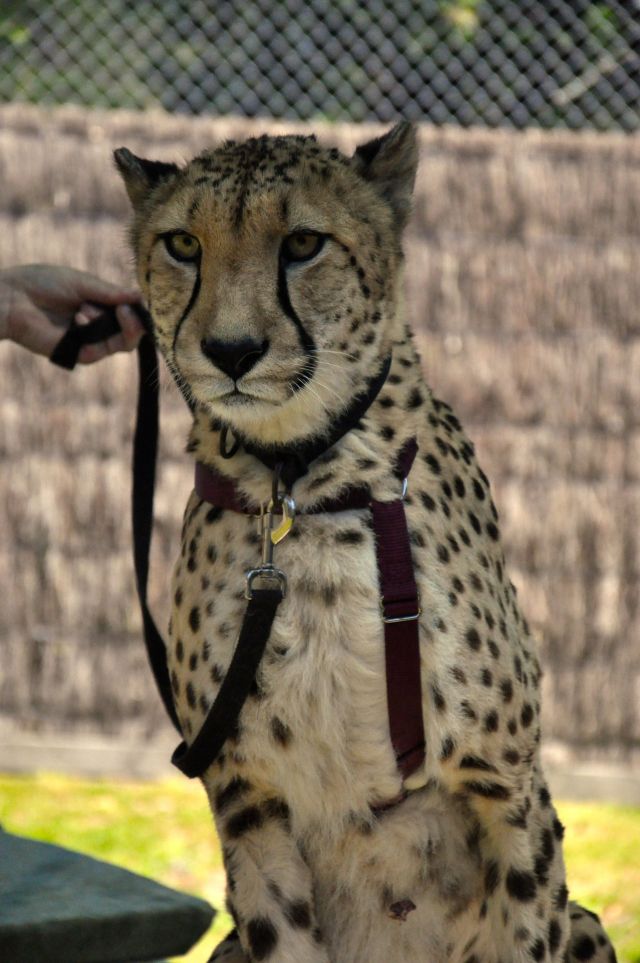 Charlie the magnificent.